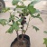 黑加仑树葡萄果树南方种植无籽可食用黑加仑苗批发野生树葡萄