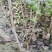 黑加仑树葡萄果树南方种植无籽可食用黑加仑苗批发野生树葡萄