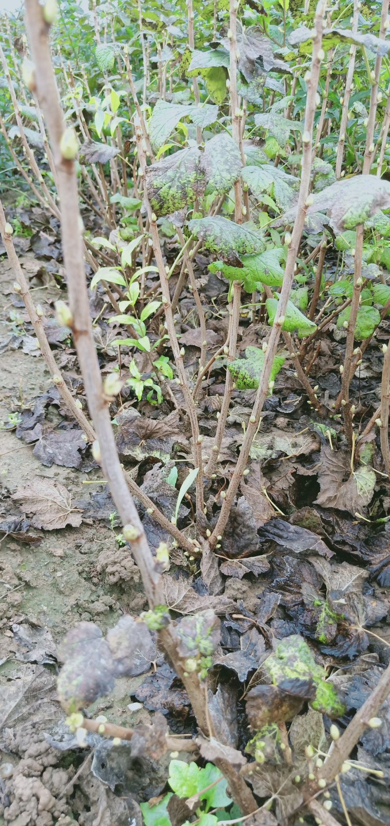 黑加仑树葡萄果树南方种植无籽可食用黑加仑苗批发野生树葡萄