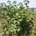 黑加仑树葡萄果树南方种植无籽可食用正宗阳台批发野生树葡萄