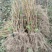 黑加仑树葡萄果树南方种植无籽可食用黑加仑苗批发野生树葡萄