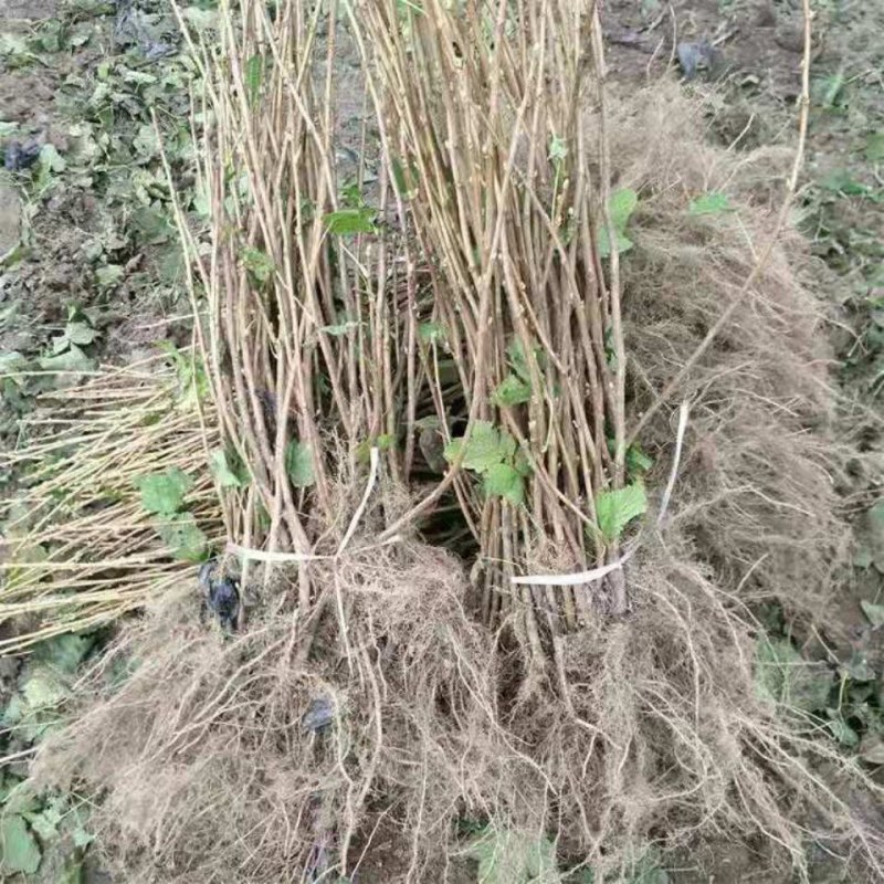 黑加仑树葡萄果树南方种植无籽可食用黑加仑苗批发野生树葡萄