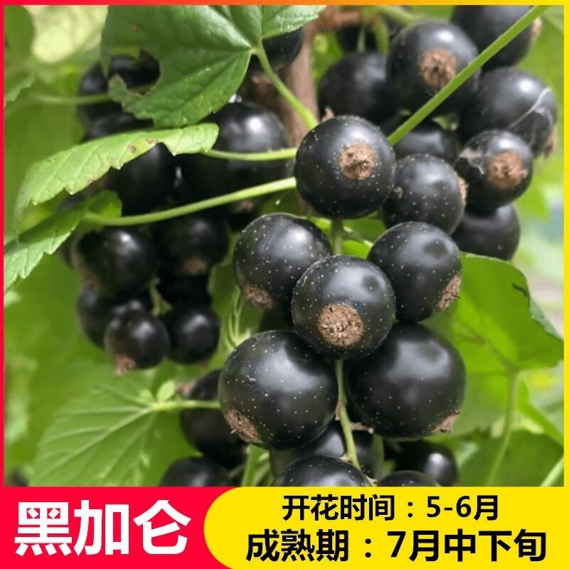 黑加仑不爬藤抗寒南北方室内可食用当年结果树葡萄批发包邮