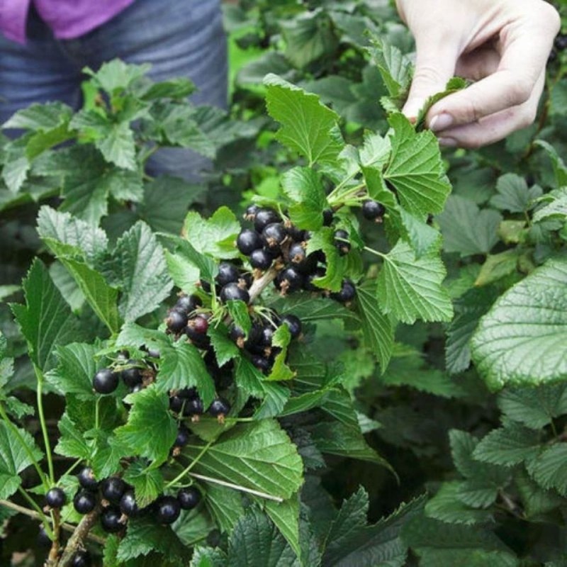 黑加仑不爬藤抗寒南北方室内可食用当年结果树葡萄批发包邮