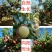 黄冠梨果肉洁白，松脆多汁，果形周正，风味酸甜适口