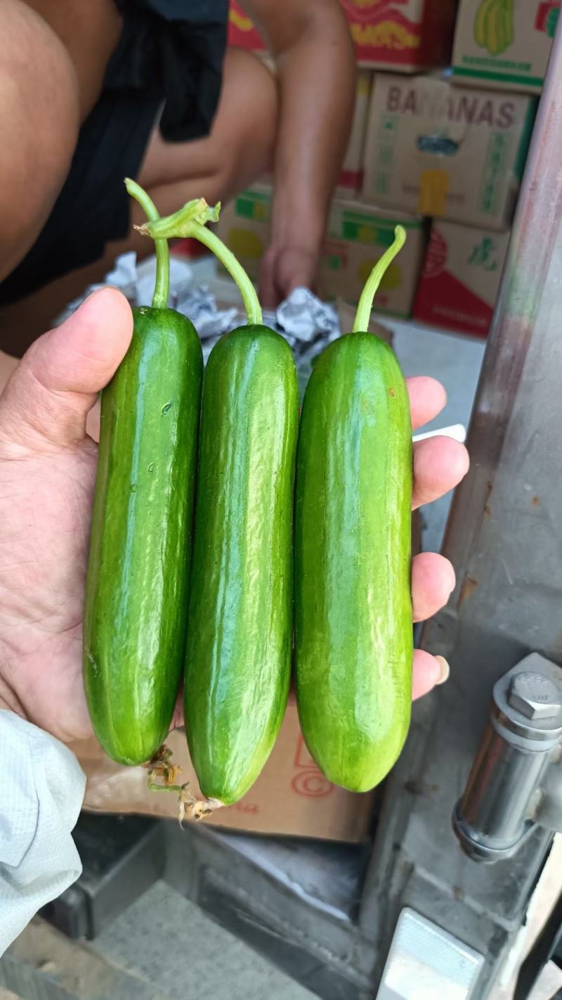 黄瓜，小黄瓜，水果黄瓜欢迎新老客户前来选购质量好价钱合适