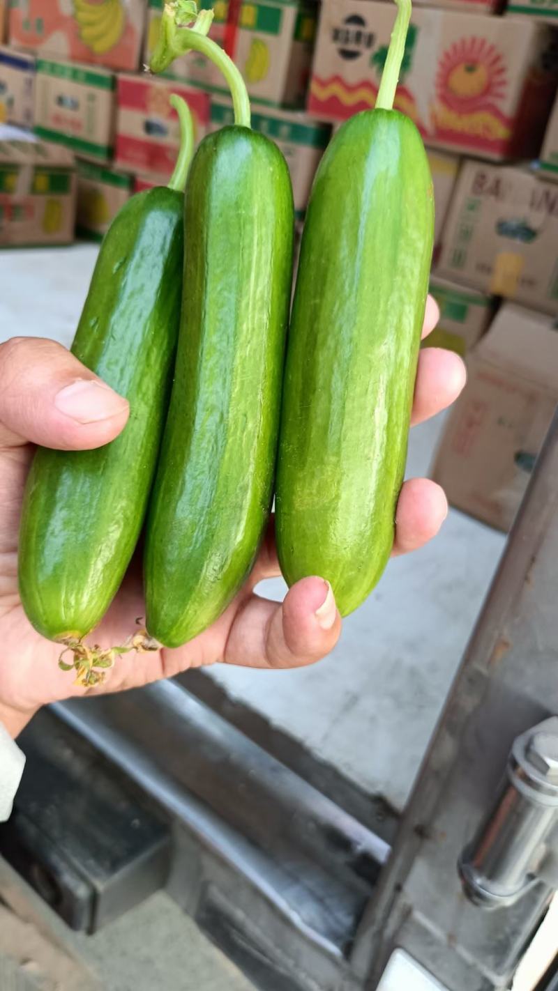 黄瓜，小黄瓜，水果黄瓜欢迎新老客户前来选购质量好价钱合适