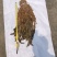 【牛商精选】伊钢健优质整棵梅干菜,全年有货,量大从优。
