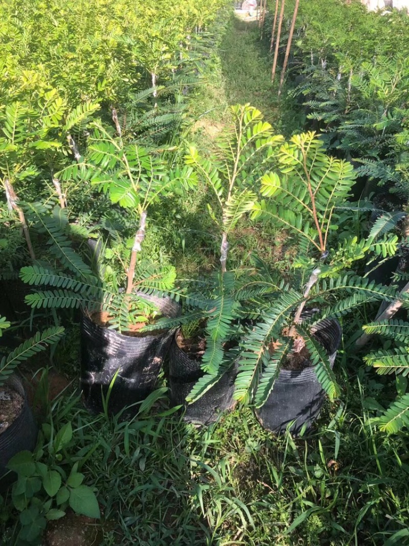 崩坎甜油甘苗，余甘苗，云落甜油甘苗