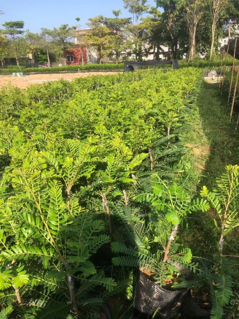 崩坎甜油甘苗，余甘苗，云落甜油甘苗