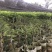 崩坎甜油甘苗，余甘苗，云落甜油甘苗