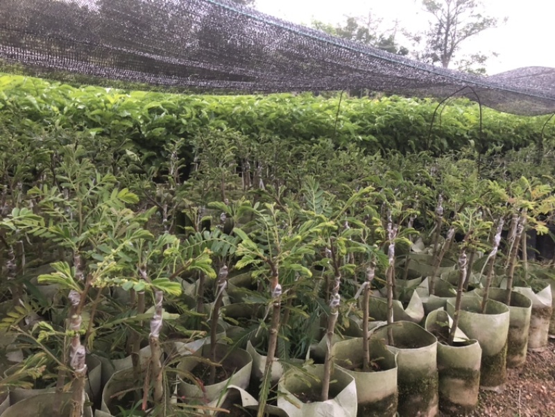 崩坎甜油甘苗，余甘苗，云落甜油甘苗