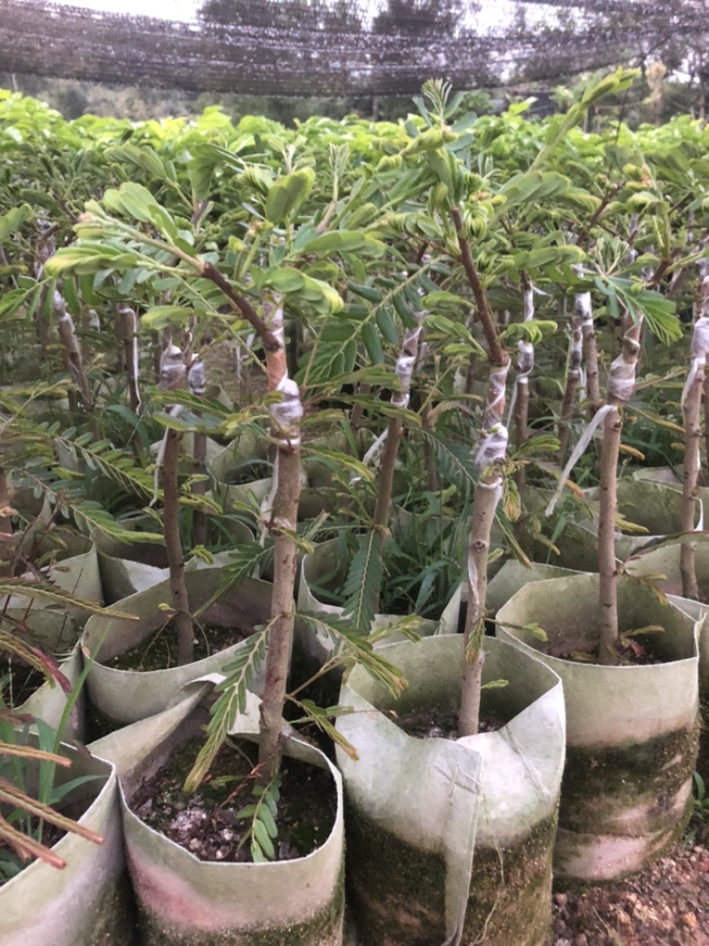 崩坎甜油甘苗，余甘苗，云落甜油甘苗