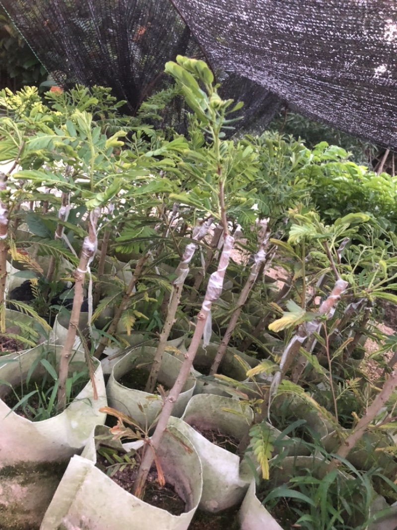 崩坎甜油甘苗，余甘苗，云落甜油甘苗