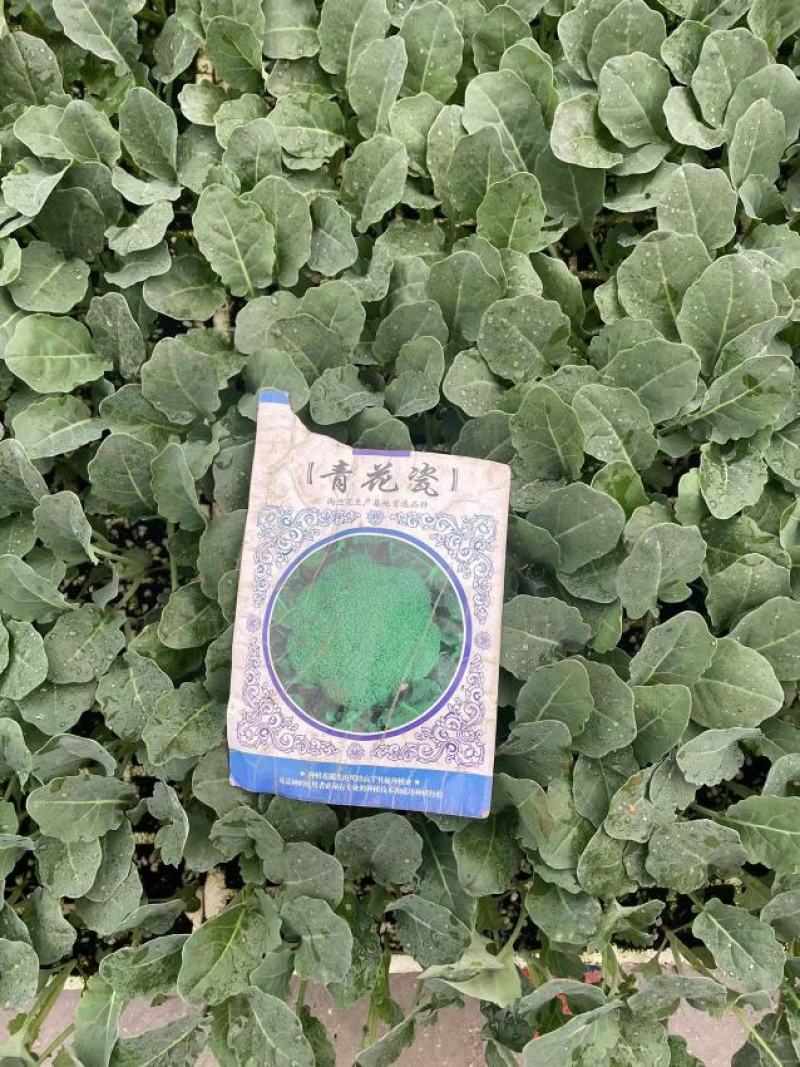 西兰花苗高产抗病，根系发达成活率高达99