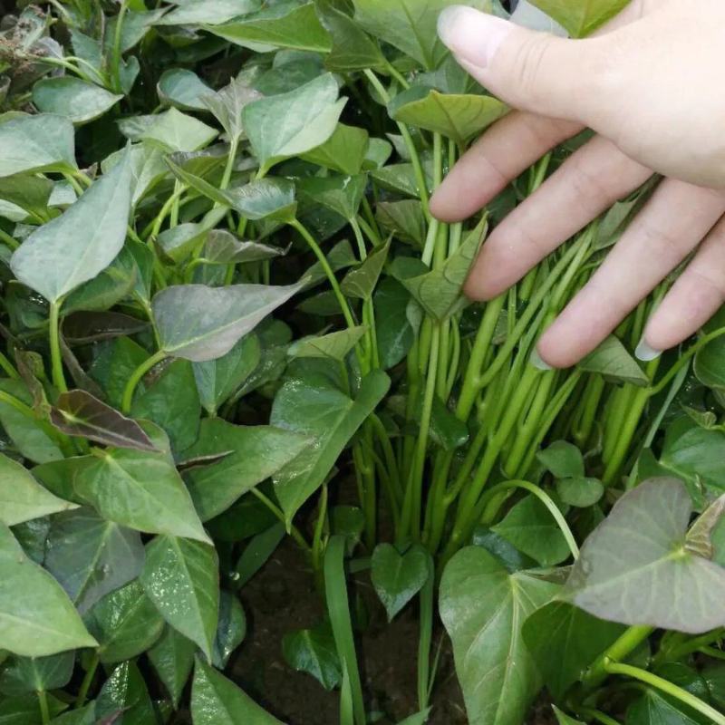 红薯藤（种苗）