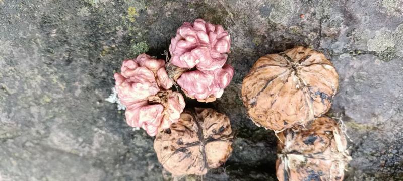 云南紫核桃新鲜