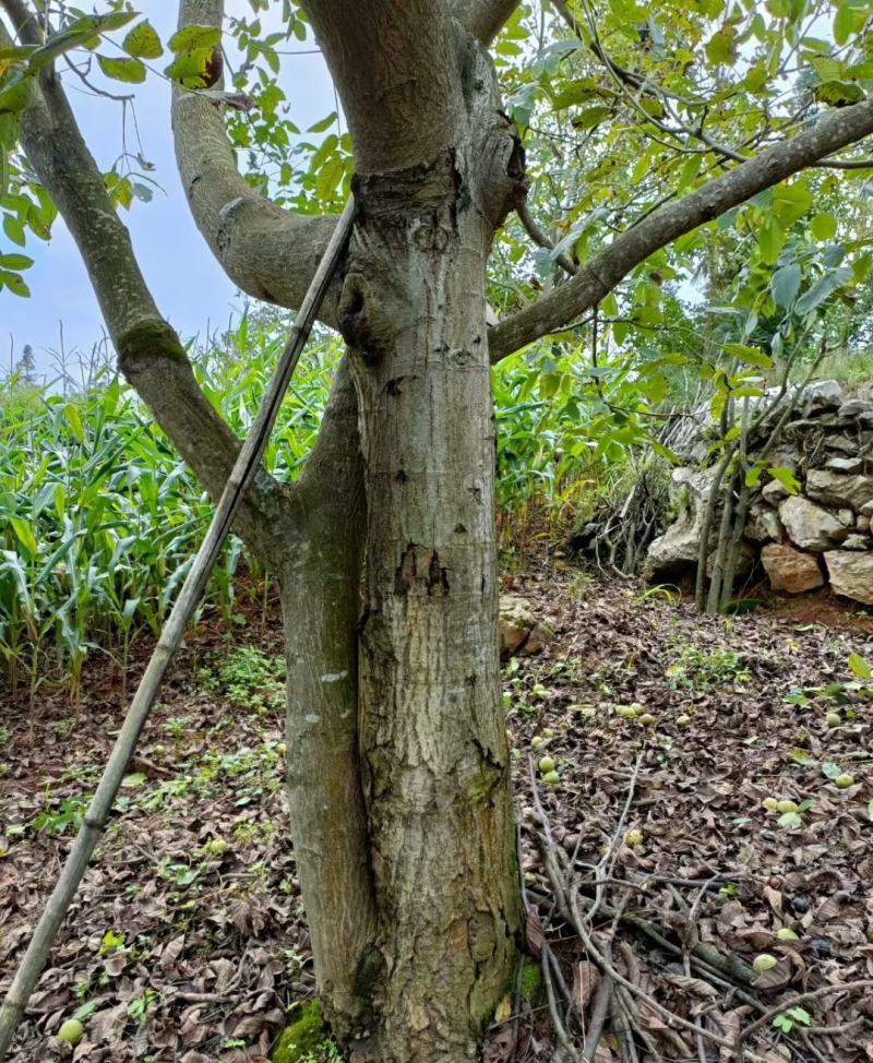 云南紫核桃新鲜