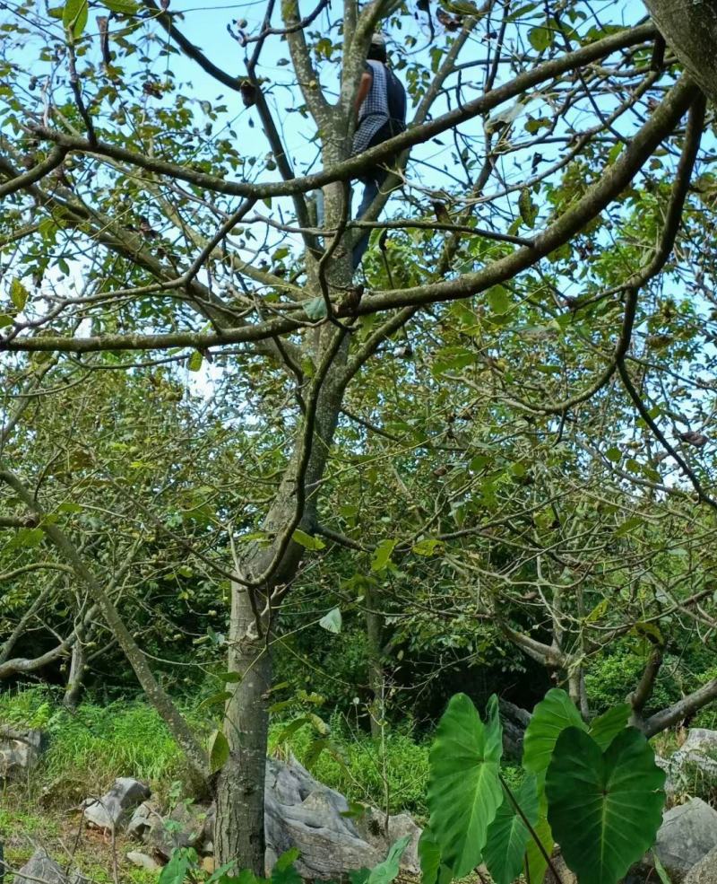 云南紫核桃新鲜