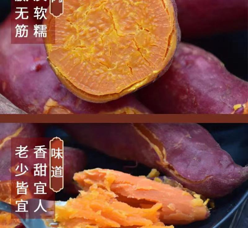 云南高原金板栗薯新品种