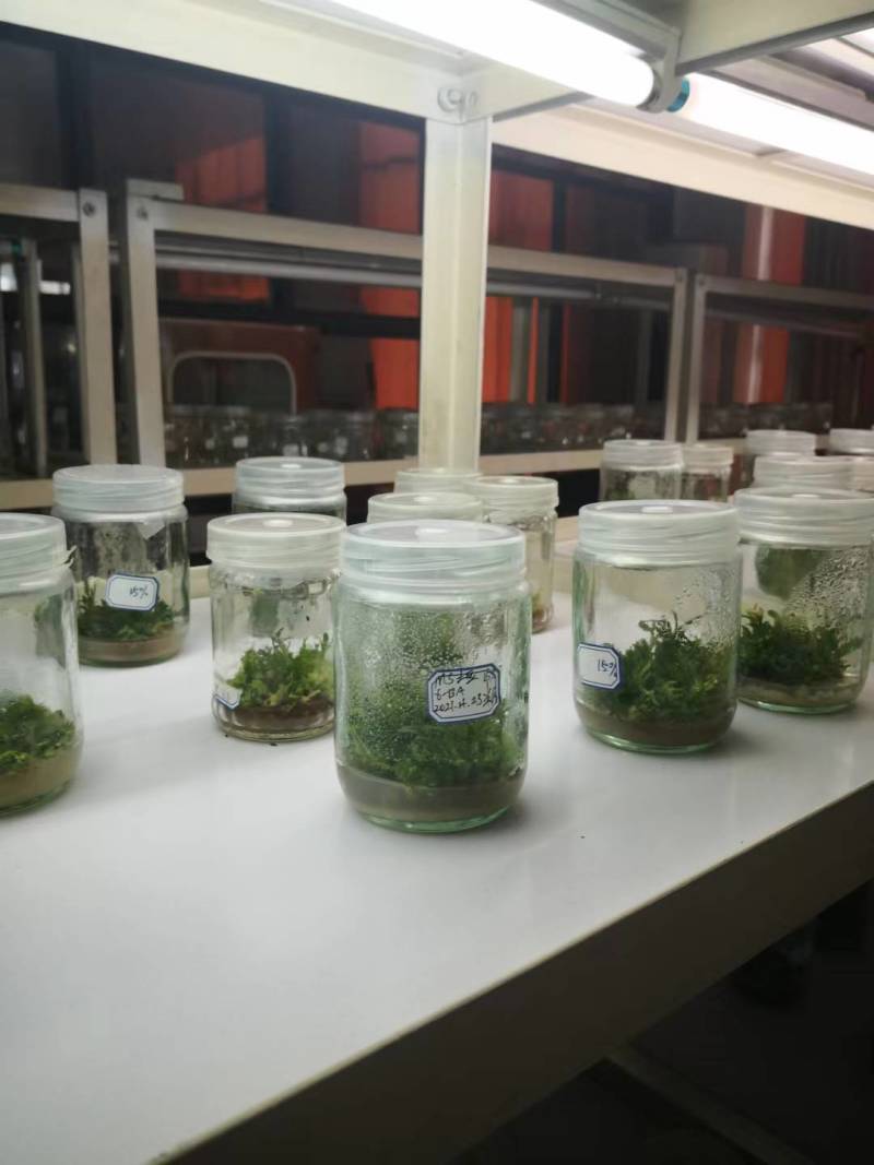 云南高原金板栗薯新品种