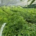 黄皮果树苗，自家苗(大小杯苗都有货)量大价格从优
