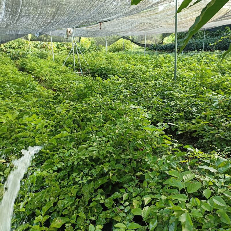 黄皮果树苗，自家苗(大小杯苗都有货)量大价格从优