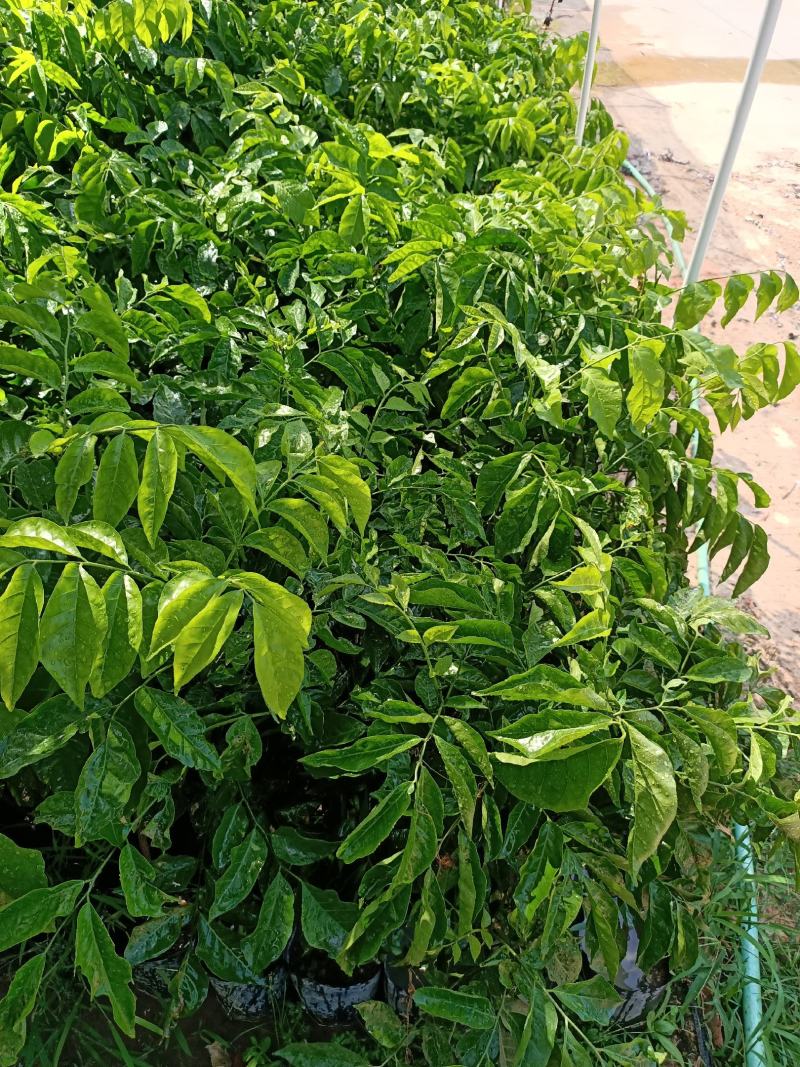 黄皮果树苗，自家苗(大小杯苗都有货)量大价格从优