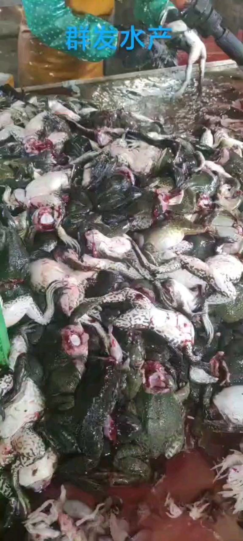 冰鲜蛙肉，牛蛙真空速冻单冻蛙肉特大号蛙肉