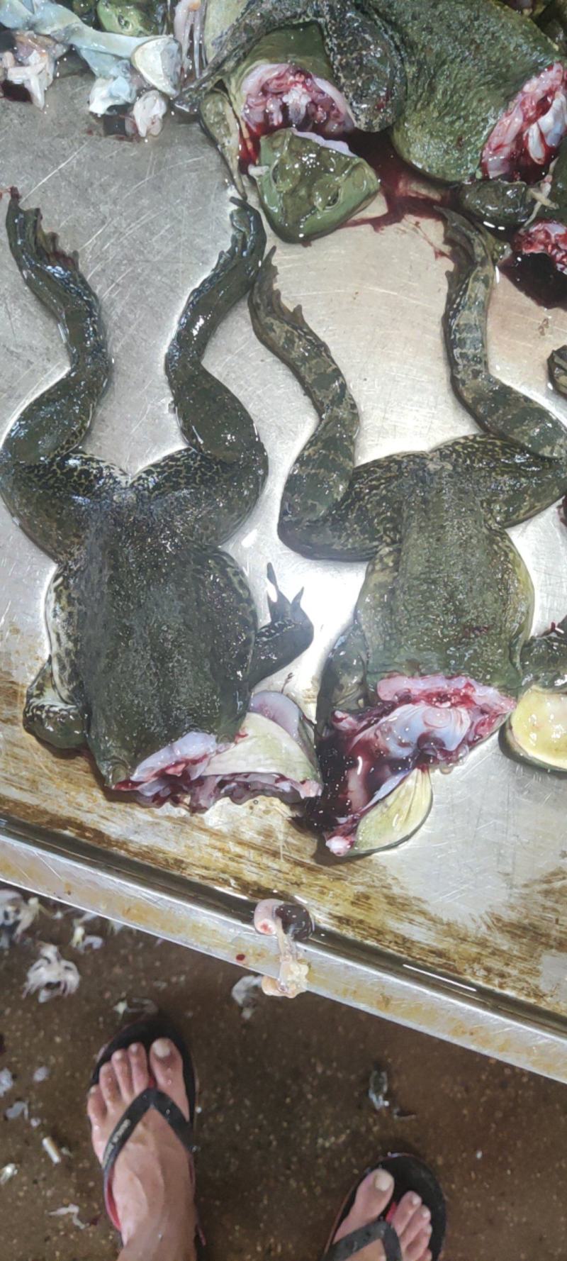 冰鲜蛙肉，牛蛙真空速冻单冻蛙肉特大号蛙肉