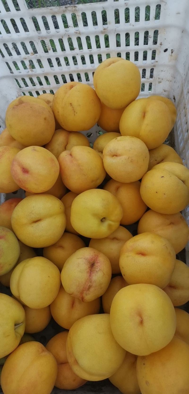 黄油桃（甜口）