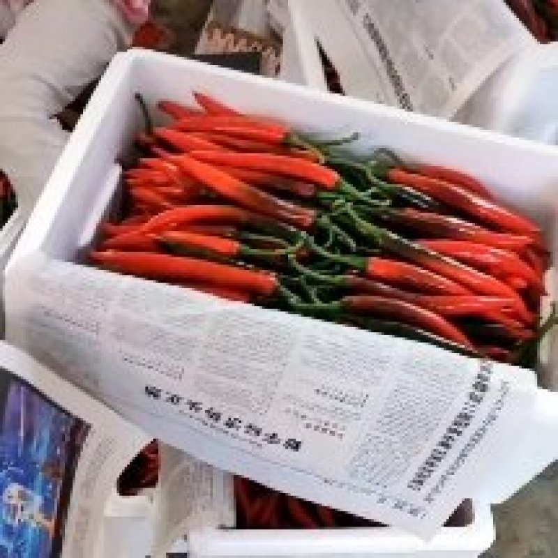 平度，美人椒大量上市