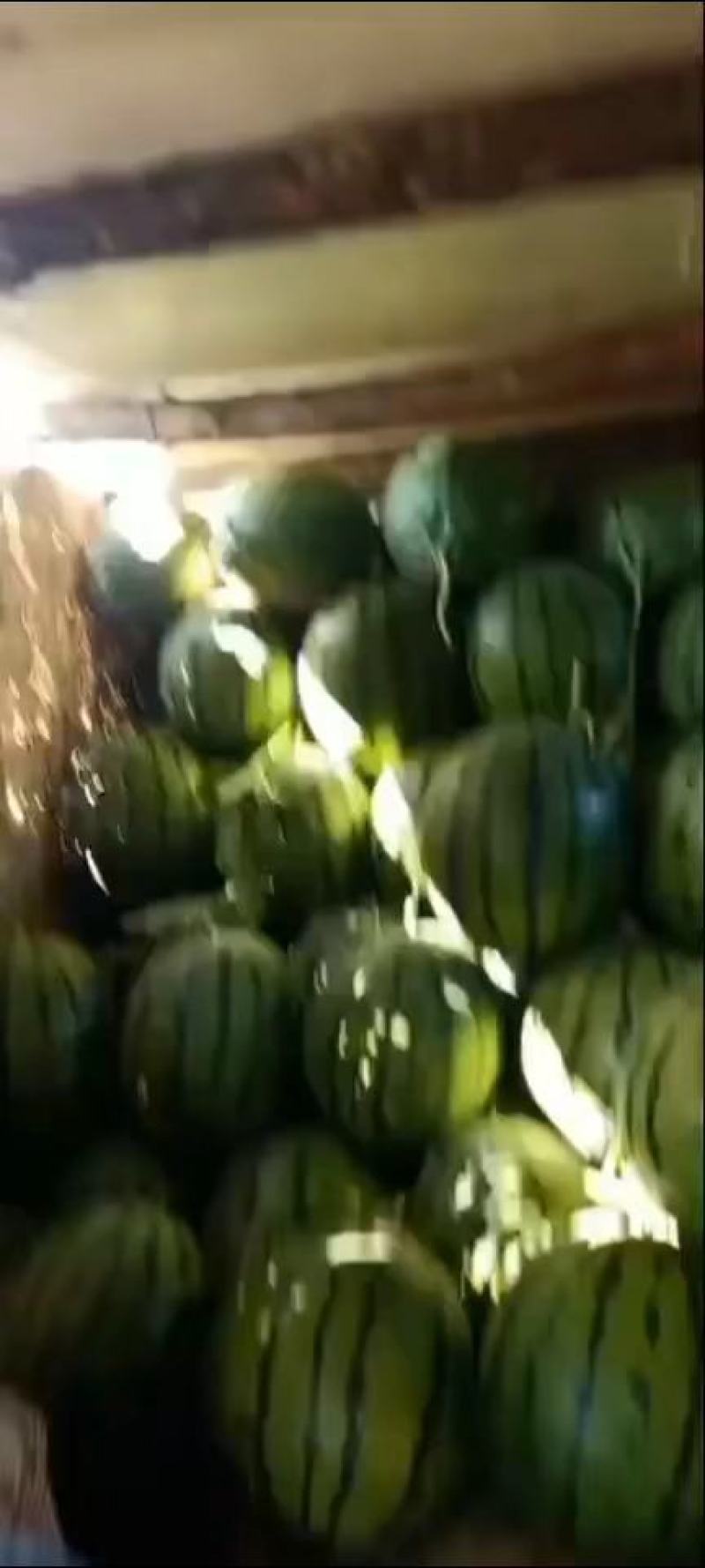 东北大地雷庆红999