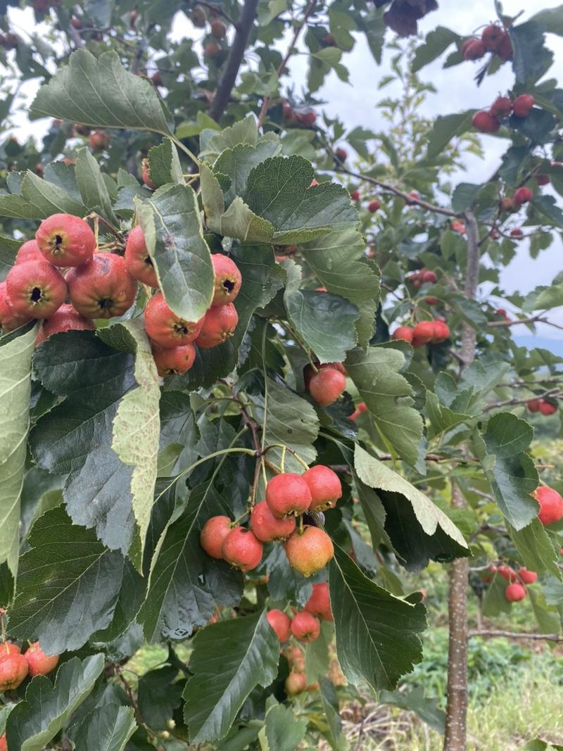 山东费县大棉球山楂糖葫芦打酱果