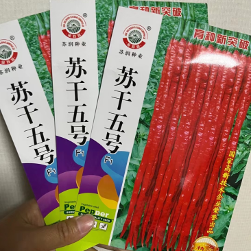 苏润苏干五号线椒种子杂交一代干鲜两用品种种子