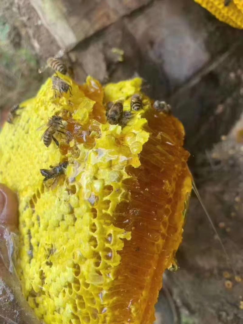纯土蜂蜜