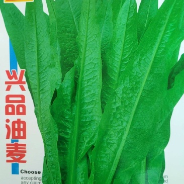 油麦菜种子优质油麦菜种子批发零售抗病性强口感好。