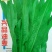 油麦菜种子优质油麦菜种子批发零售抗病性强口感好。
