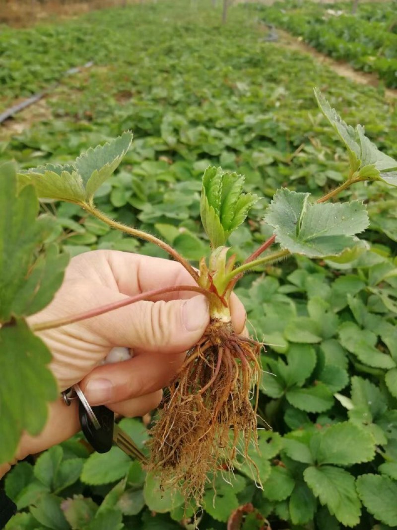 红颜草莓苗脱毒草莓苗达赛草莓苗，基地现挖苗打冷发货快又好
