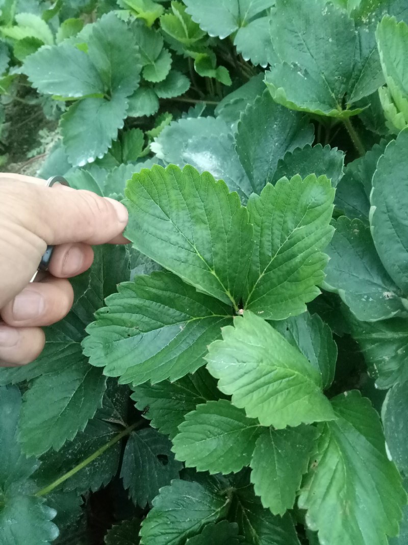 红颜草莓苗脱毒草莓苗达赛草莓苗，基地现挖苗打冷发货快又好