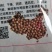 精品美国大叶香菜种子