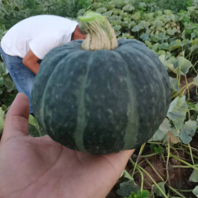 贵州贝贝南瓜，发种回收一手货源价格优惠，山地种植质量保证