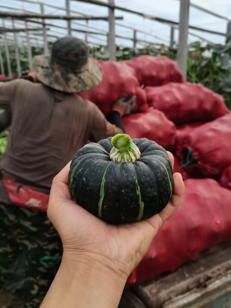 贵州贝贝南瓜，发种回收一手货源价格优惠，山地种植质量保证