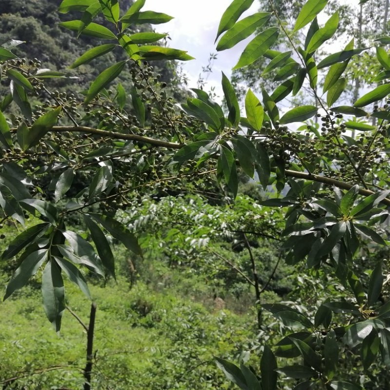 供应优质高产，易种，易管理，成本低，见效快的山苍籽树苗。