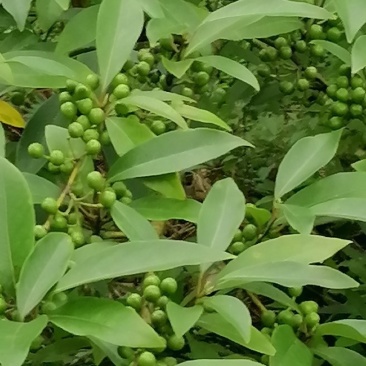 供应优质高产，易种，易管理，成本低，见效快的山苍籽树苗。