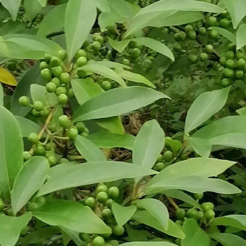 供应优质高产，易种，易管理，成本低，见效快的山苍籽树苗。
