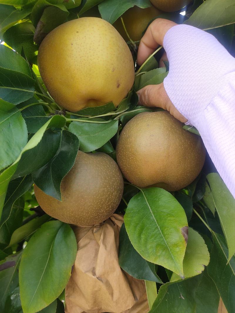 晚秋黄梨光果