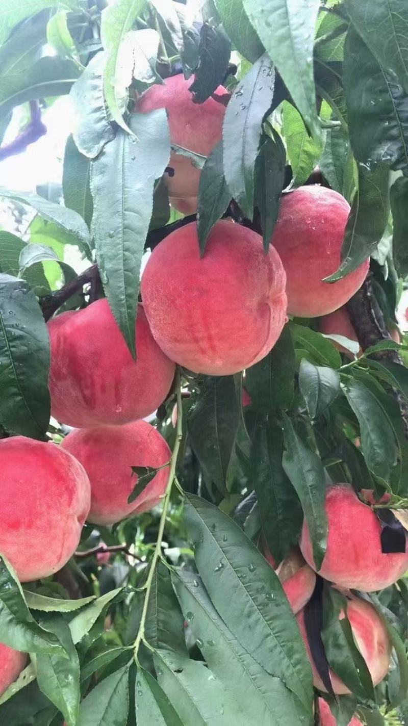 精品绿化久，双节红，提供冷库，