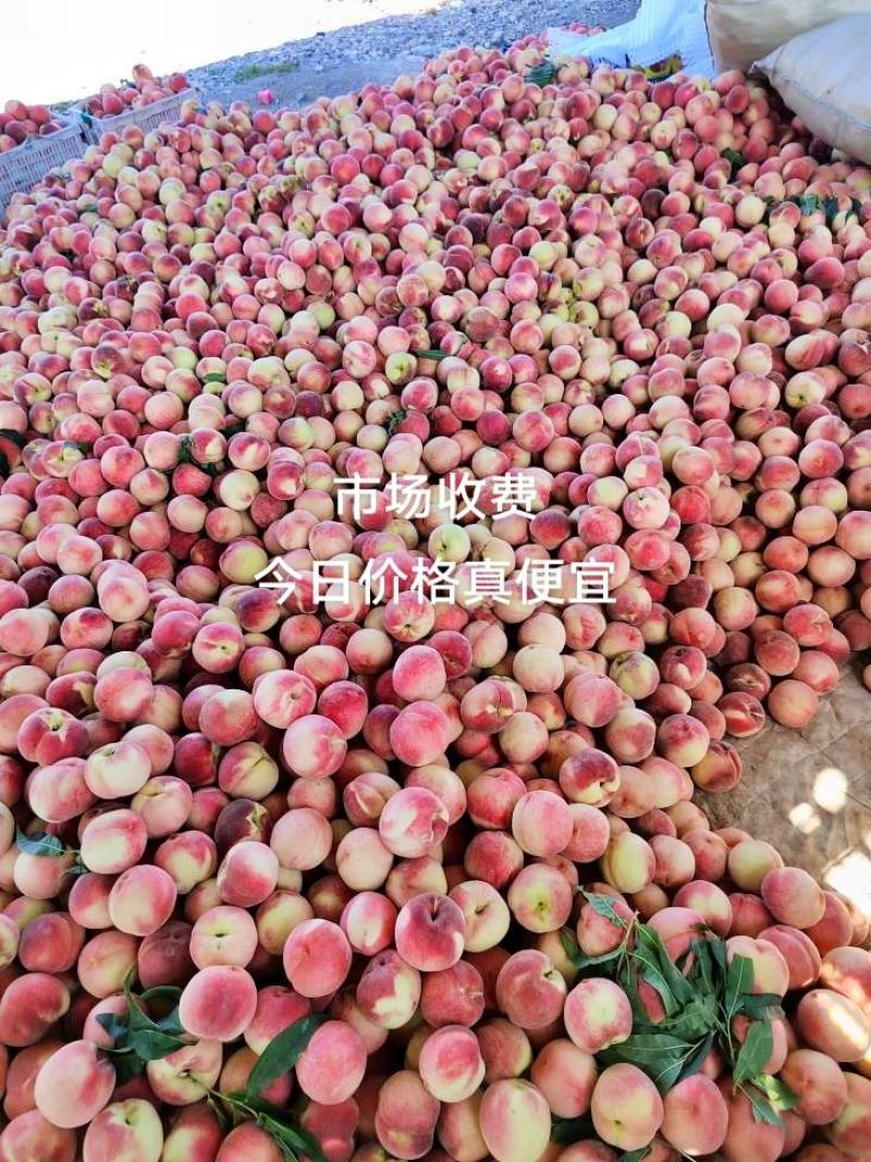 精品绿化久，双节红，提供冷库，