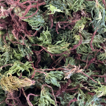 回心草2025新货野生回心草大货批发产地供应草药茴心草